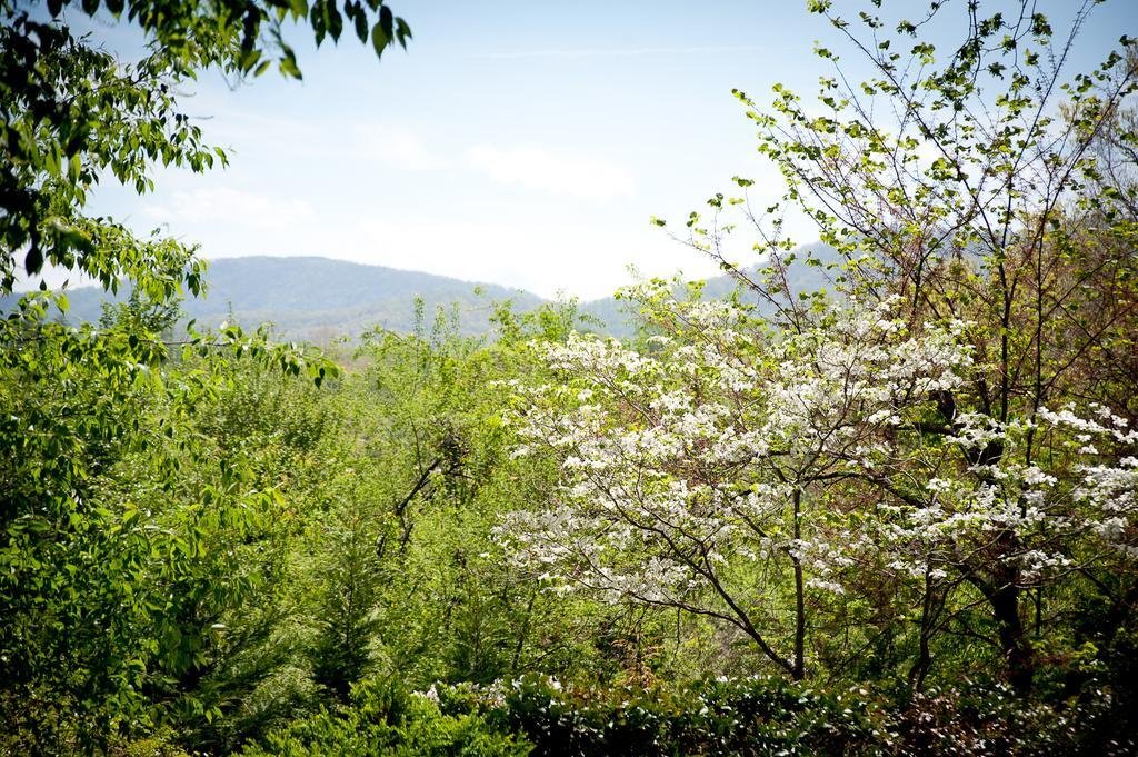 Biltmore Village Inn B&B Asheville Zewnętrze zdjęcie